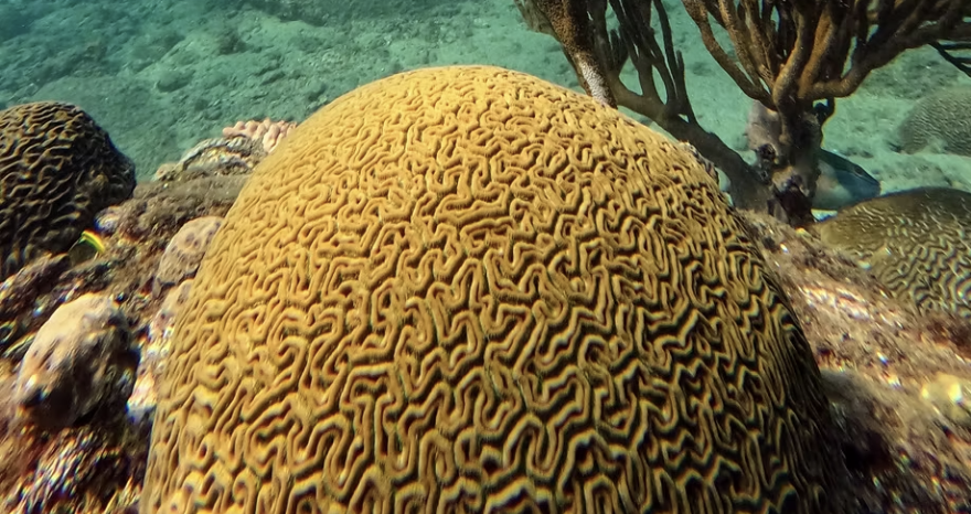Arrecife de coral